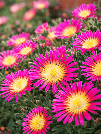 Делосперма культурная Suntropic Purple