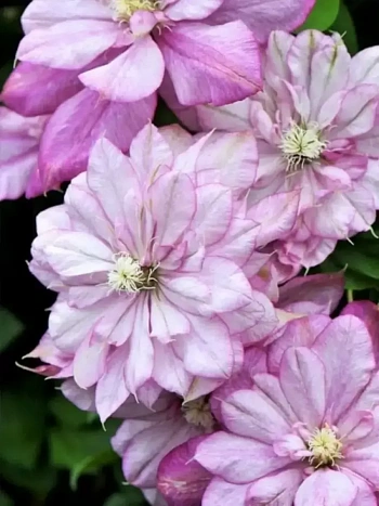 Клематис гибридный Innocent Blush