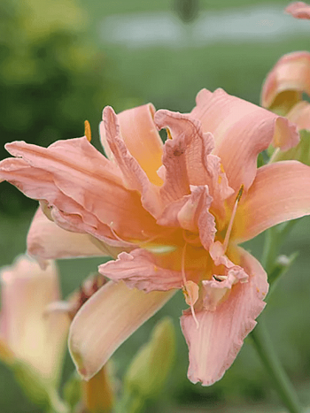 Лилейник Double Pompom