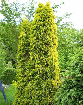 Туя западная MALONYANA Aurea