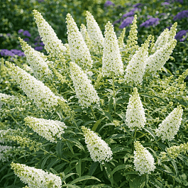 Буддлея давида  White Chip