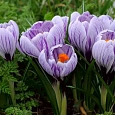 Крокус крупноцветковый Pickwick