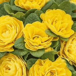 Примула махровая Hethor Petticote Yellow