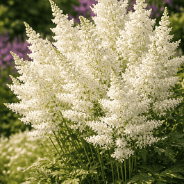 Астильба Арендса White Tone