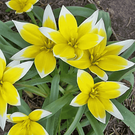 Тюльпан Tarda