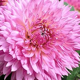 Георгина Sakura Fubuki