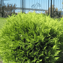 Туя западная Globosa