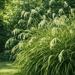 Осока повислая