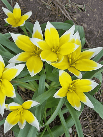 Тюльпан Tarda