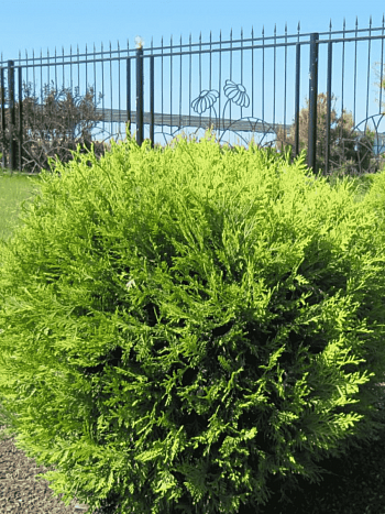 Туя западная Globosa