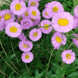 Мелколепестник карвинского Blutenmeer