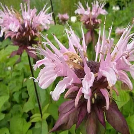 Монарда гибридная Melua Appleblossom