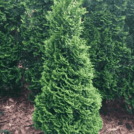 Туя  западная Hurricane