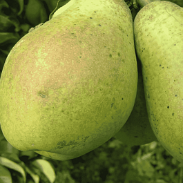 Груша Памяти Жегалова