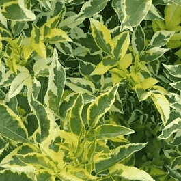 Бузина черная  Madonna