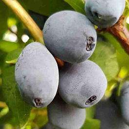 Жимолость Tomi