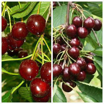 Дерево-сад (2-3х летка) вишня 2 сорта Харитоновская-Шоколадница