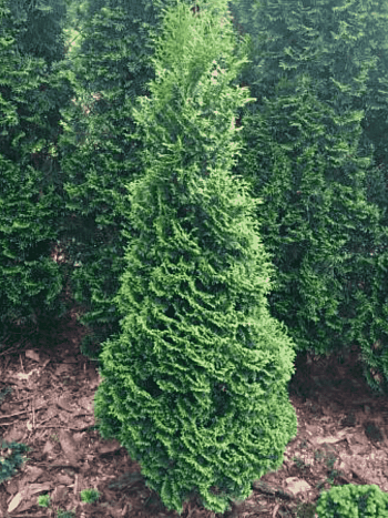 Туя  западная Hurricane