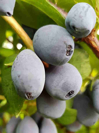 Жимолость Tomi