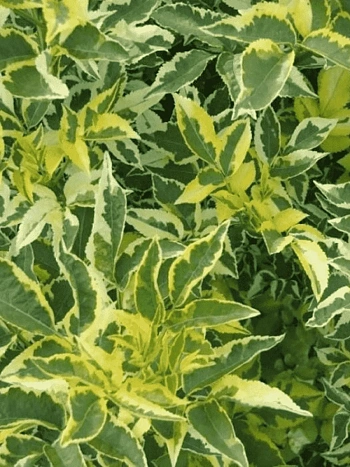 Бузина черная  Madonna