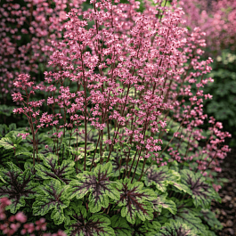 Гейхерелла Tapestry