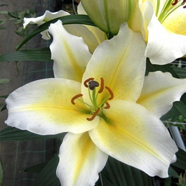 Лилия восточная Шербург