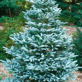 Пихта корейская Silberlocke