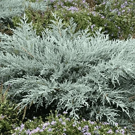 Можжевельник виргинский Grey Owl