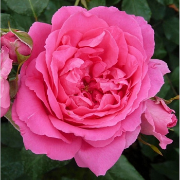 Роза плетистая Пинк Клод