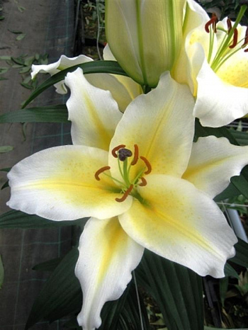 Лилия восточная Шербург