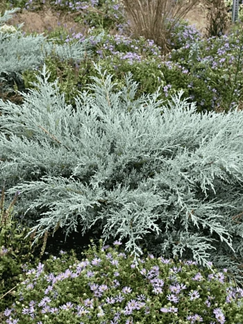 Можжевельник виргинский Grey Owl