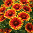 Гайлардия Гуапа Flamenco Bicolor