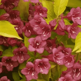 Вейгела цветущая Golden Jeans