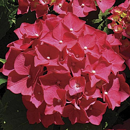 Гортензия крупнолистовая Ред Мисс Хепберн