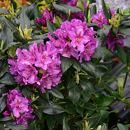 Рододендрон гибридный Лиз Дак Пёпл