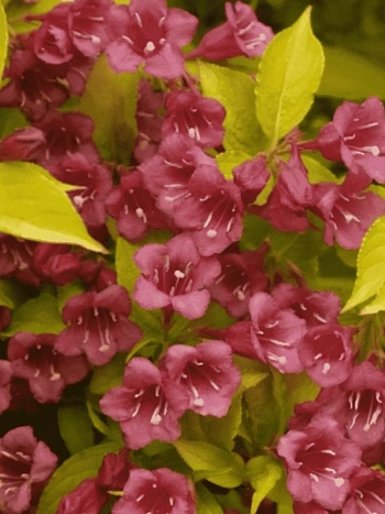 Вейгела цветущая Golden Jeans