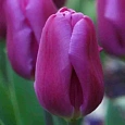 Тюльпан ранний Purple Prince