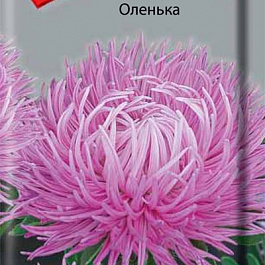 Астра Оленька