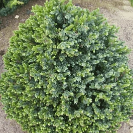 Ель ситхинская Sugar Loaf