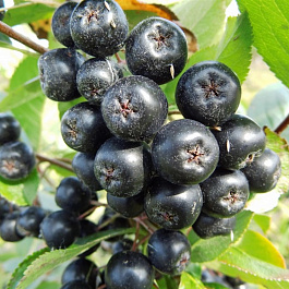 Арония черноплодная Неро