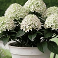 Гортензия метельчатая Little Fresco
