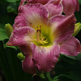 Лилейник гибридный Мороккан Санрайз