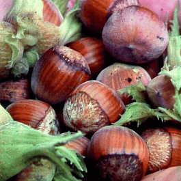 Фундук Hall's Giant