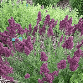 Шалфей дубравный Plumosa