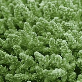 Очиток едкий Elegans