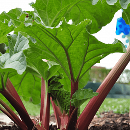 Ревень Frambozen Rood