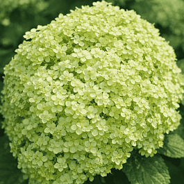 Гортензия древовидная  Lime Rickey