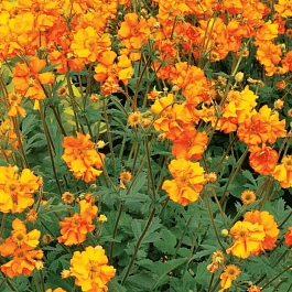 Гравилат чилийский Fireball