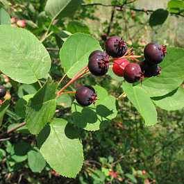 Ирга колосистая