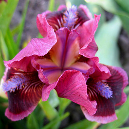 Ирис карликовый Кэтс Ай